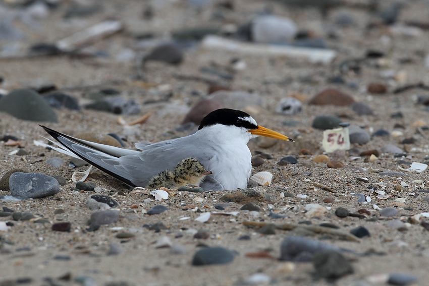 Little tern with chick (John Power)